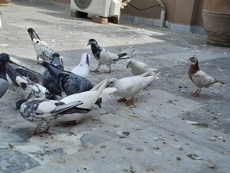 pigeon/ kaboter — photo 11