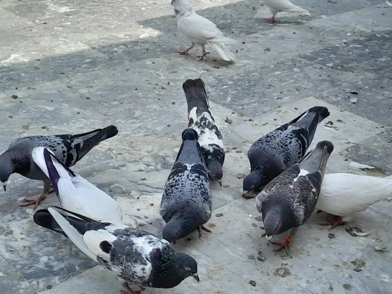 pigeon/ kaboter — photo 12
