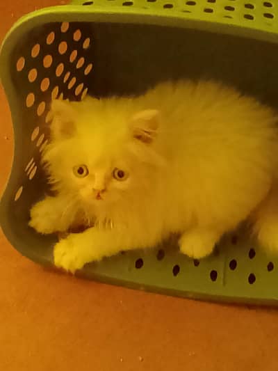 3 month old kitten for sale