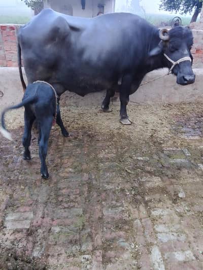 Buffalo for sale