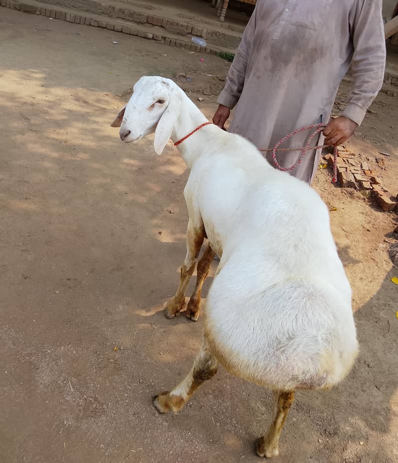sheep 2