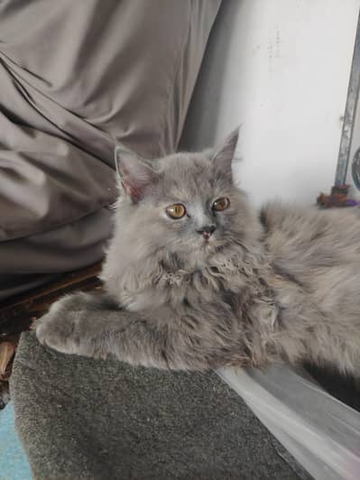 grey Female kitten 5 month old