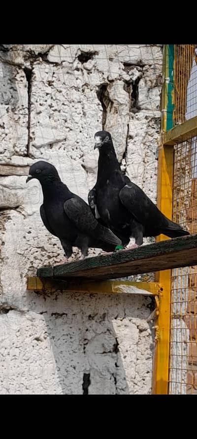 3 jora for sale urgent sale
