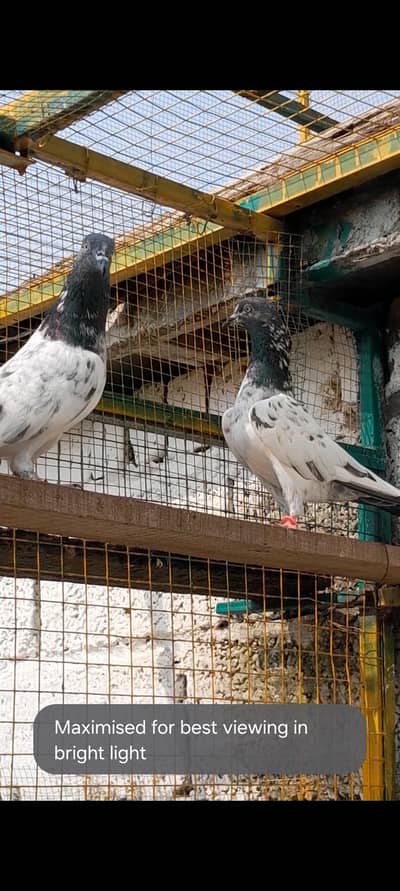 3 jora for sale urgent sale