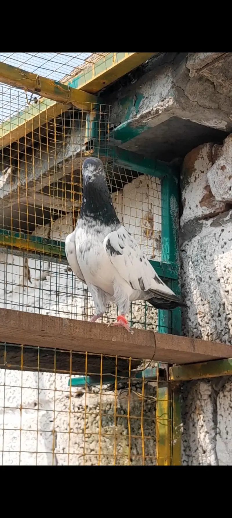 3 jora for sale urgent sale — photo 4