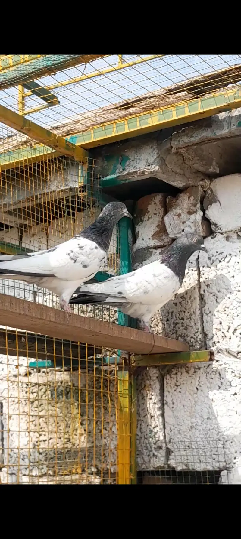 3 jora for sale urgent sale — photo 6