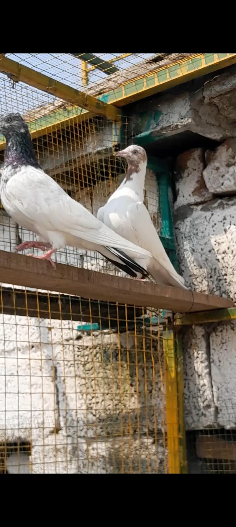 3 jora for sale urgent sale — photo 8