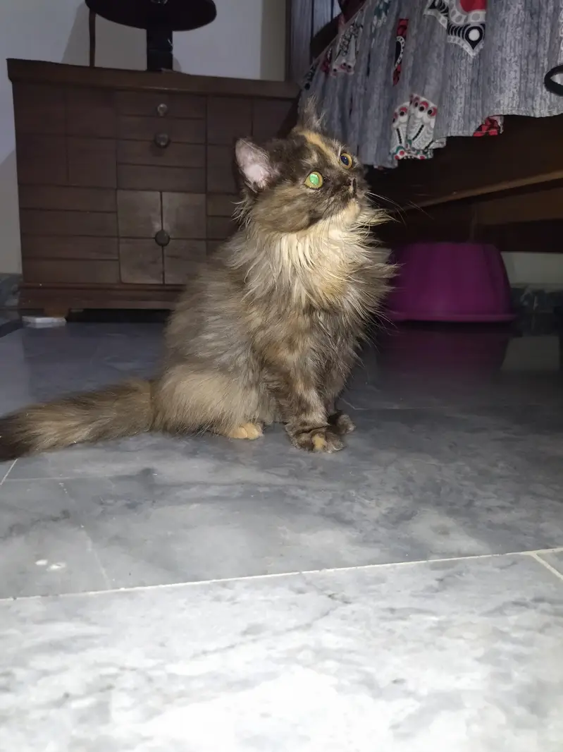 persian fluffy triple coat kitten — photo 3