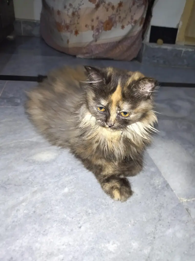 persian fluffy triple coat kitten — photo 5