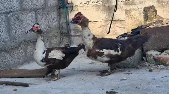 Muscovy duck Yunng beautiful pair (03_41- 011_36_48) only Whatsapp
