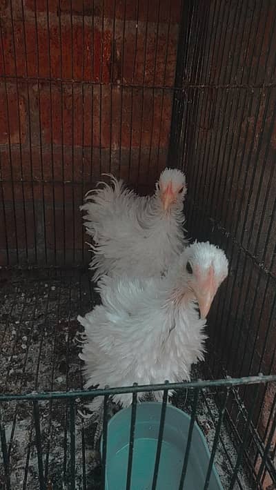 White Frizzle Bantam Trio set
