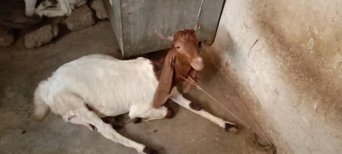 bissar kamuri gabban tayyar bakri