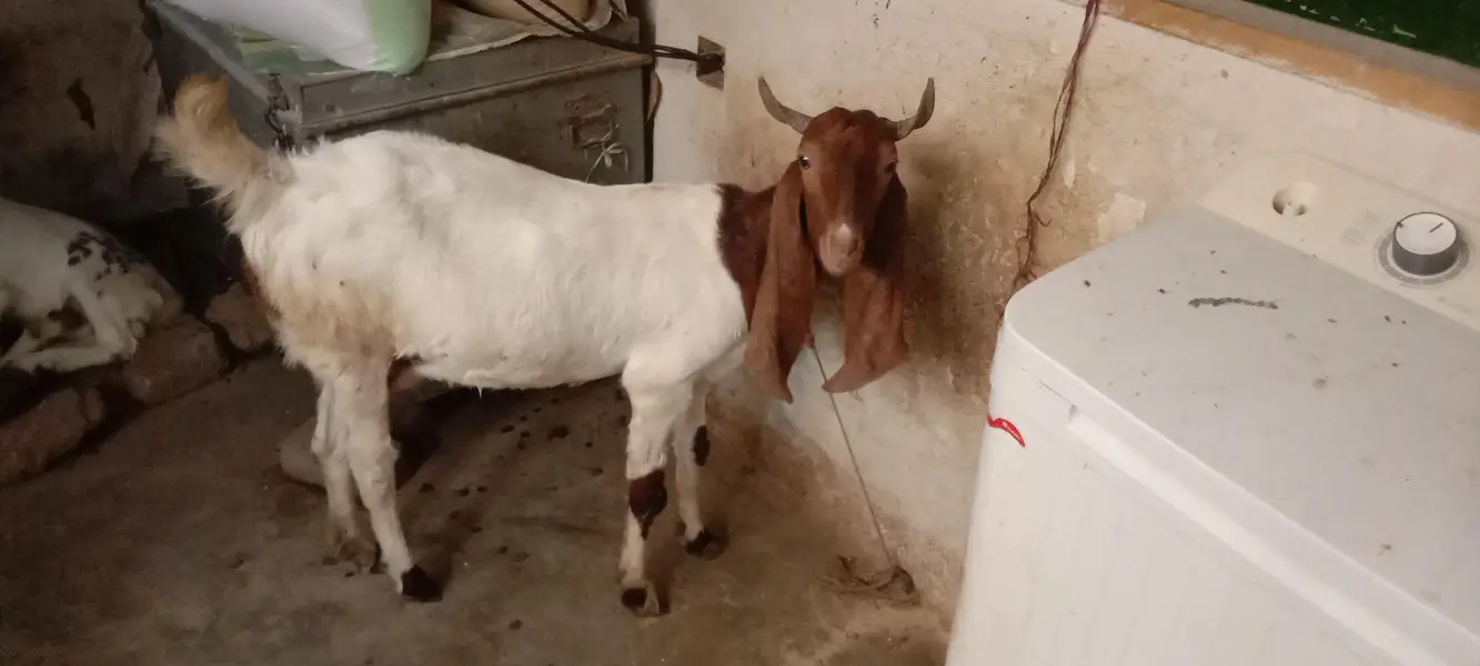 bissar kamuri gabban tayyar bakri — photo 2