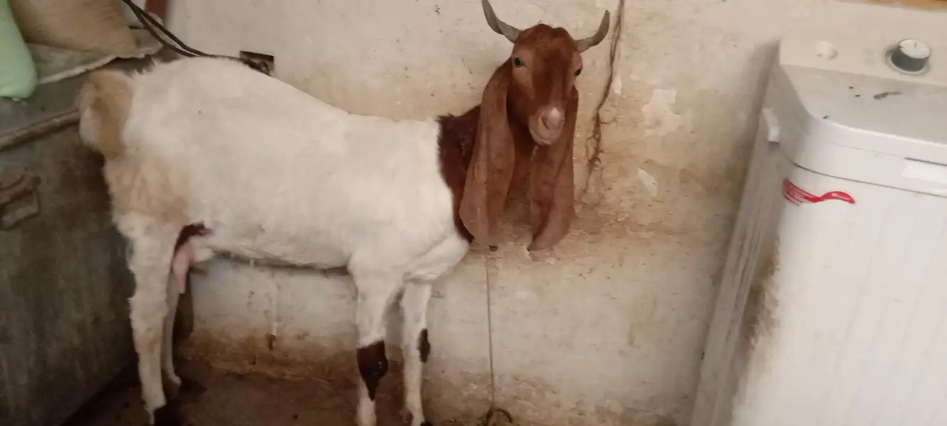 bissar kamuri gabban tayyar bakri — photo 3