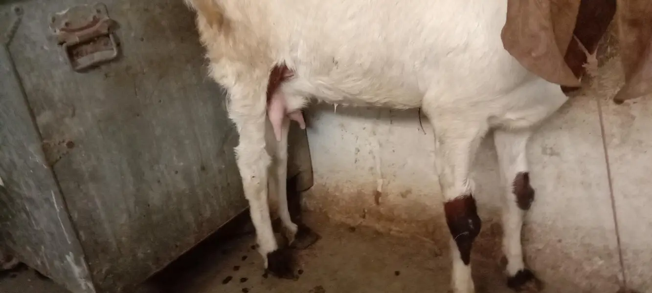 bissar kamuri gabban tayyar bakri — photo 4