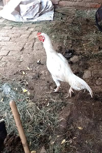 Aseel Heera paper white murgha