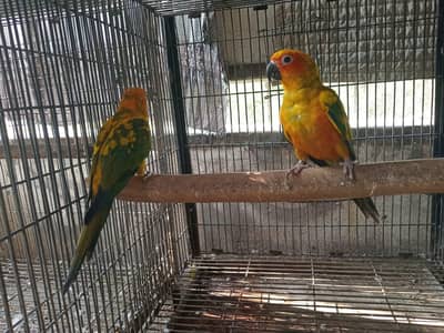 sun conure pair
