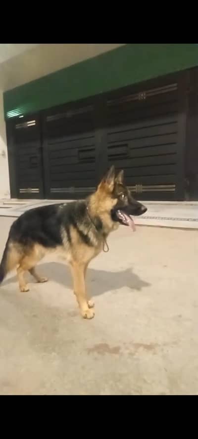 German shepherd top quality