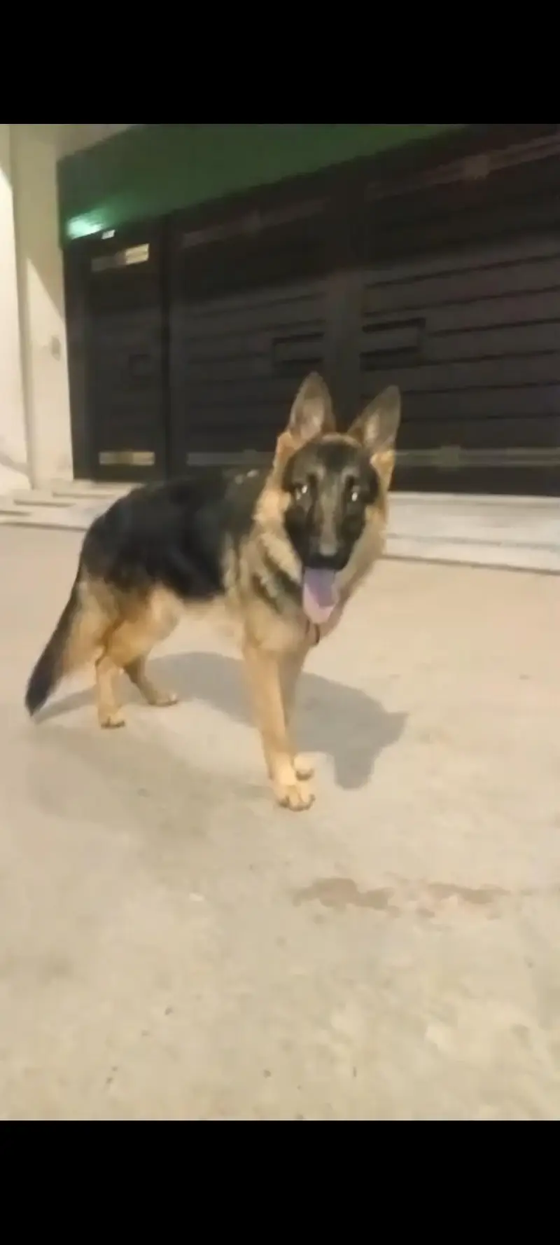 German shepherd top quality — photo 2