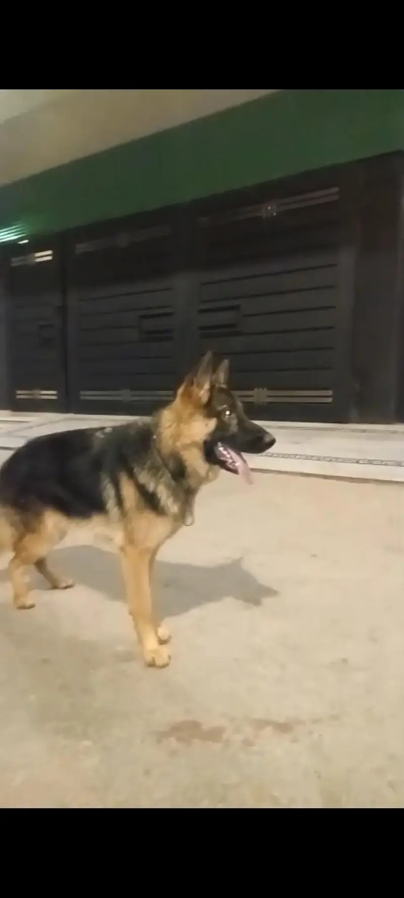 German shepherd top quality — photo 3