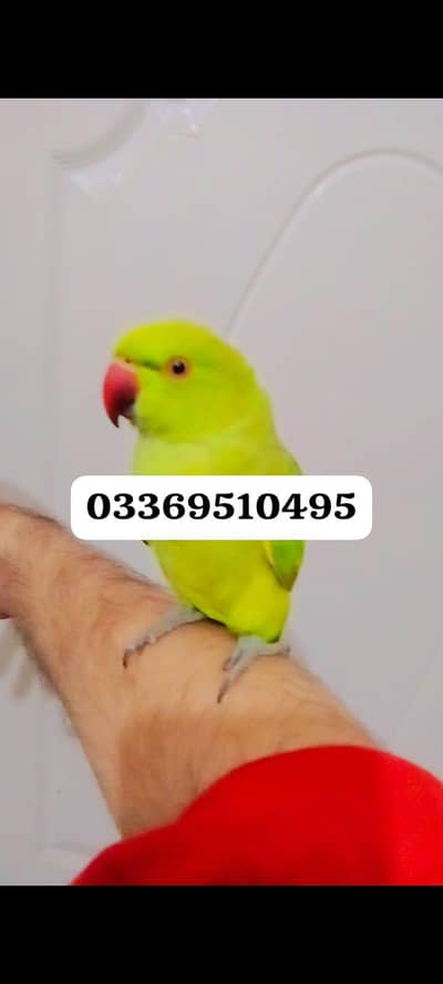 parrot for sale
