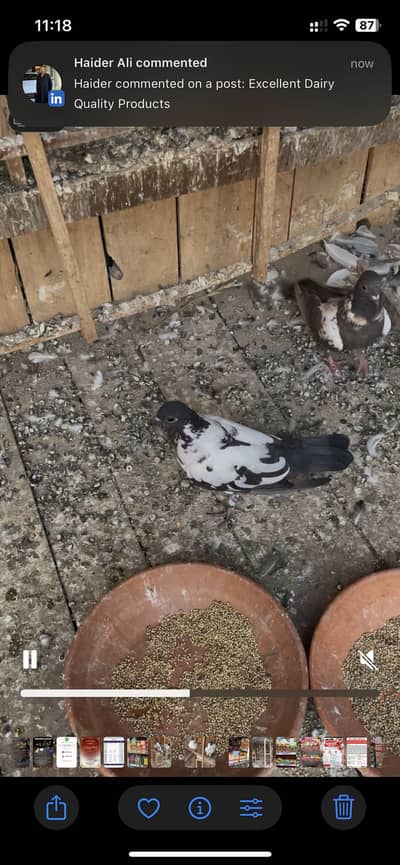 Peshori Breeder Pair and Pathay