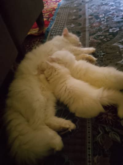 **Beautiful White Persian Cat with 3 Adorable Kittens for Sale **