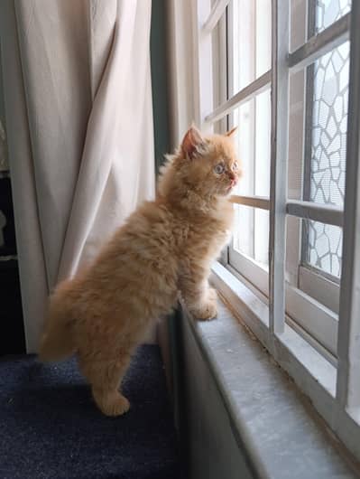 Beautiful Persian Triple Coat Female Cat