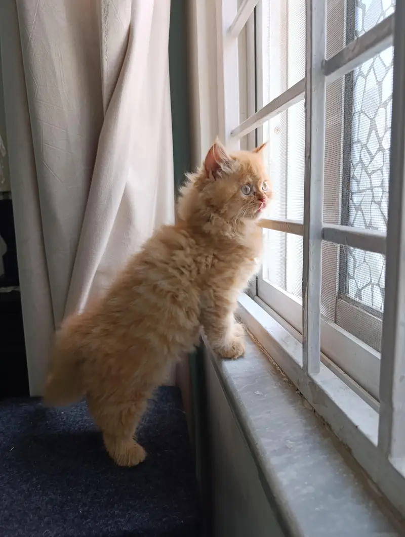 persian kitten /cute kitten | triple coated/ punch face_cute cat