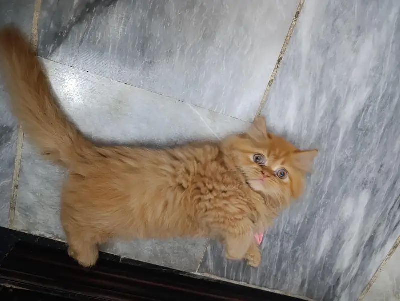 persian kitten /cute kitten | triple coated/ punch face_cute cat — photo 2