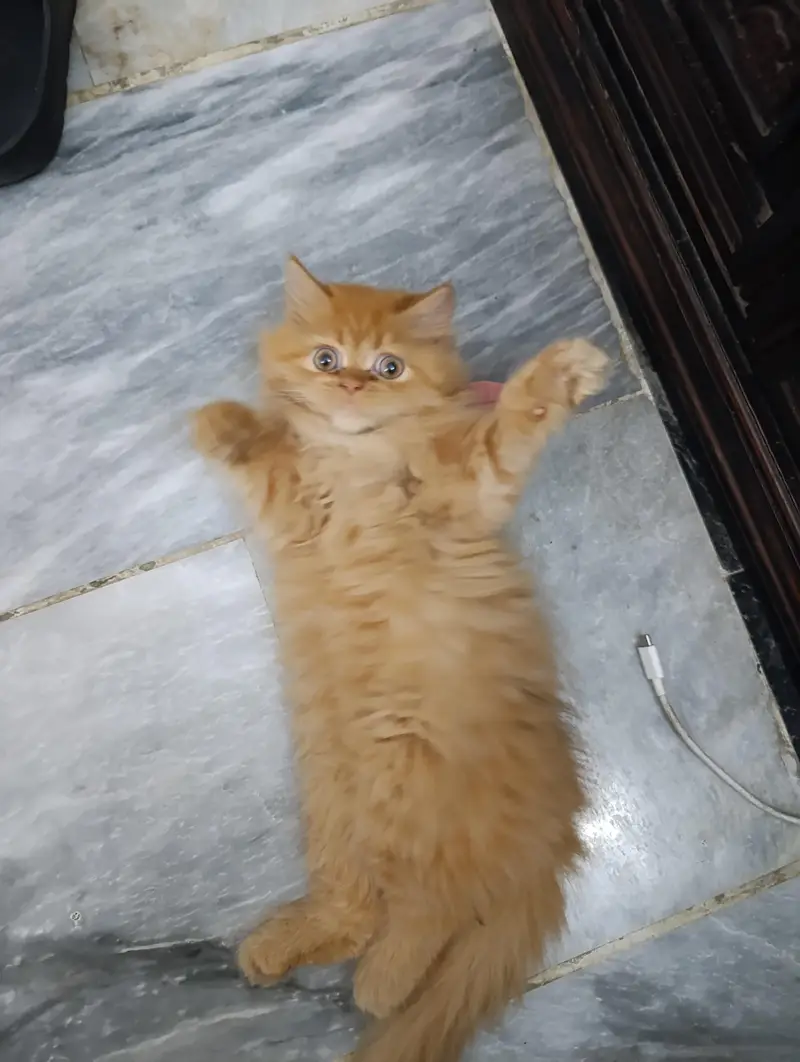 persian kitten /cute kitten | triple coated/ punch face_cute cat — photo 3