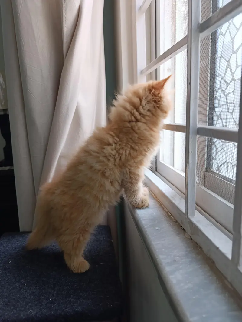 persian kitten /cute kitten | triple coated/ punch face_cute cat — photo 4