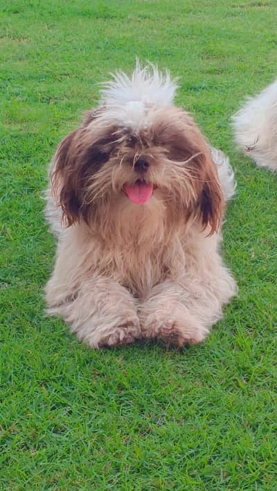 Shihtzu Male