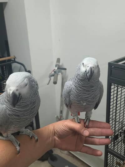African grey parrot for sale age 3 month 03277687553