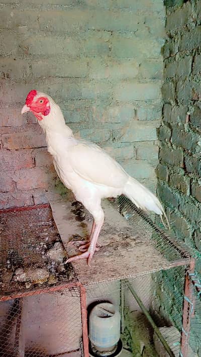 Heera patha