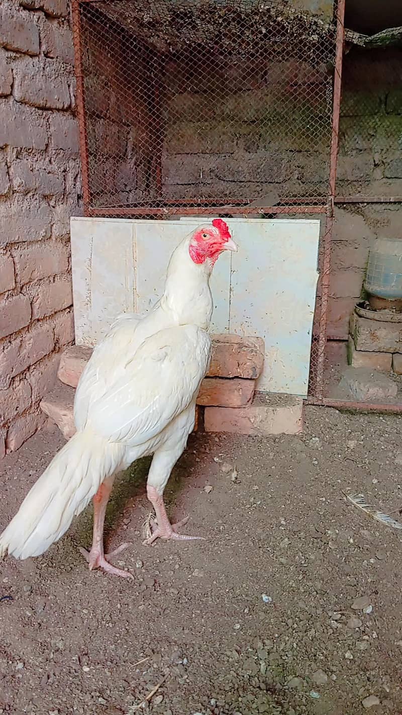 Heera patha 1