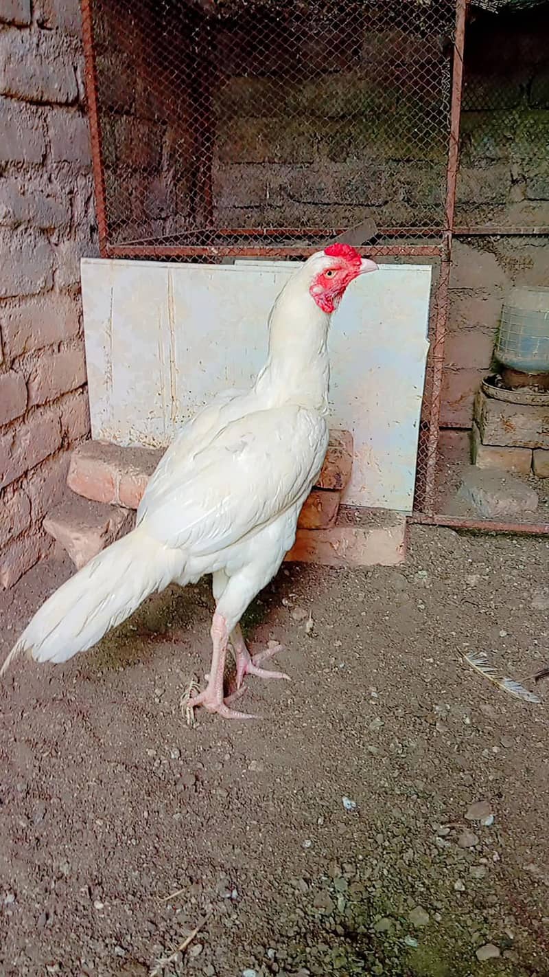 Heera patha 2