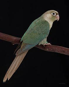 Blue Turquoise cinnamon conure Female