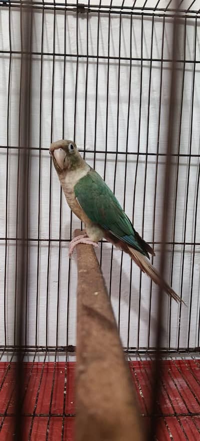 Blue Turquoise cinnamon conure Female