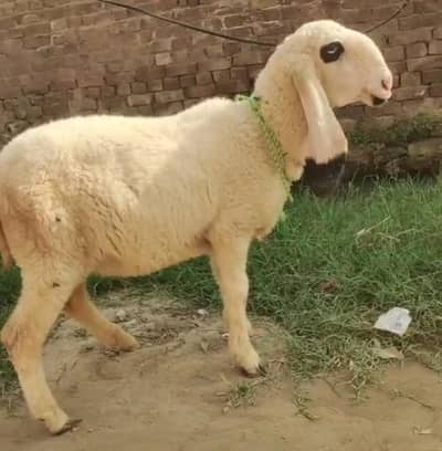 kajli sheep