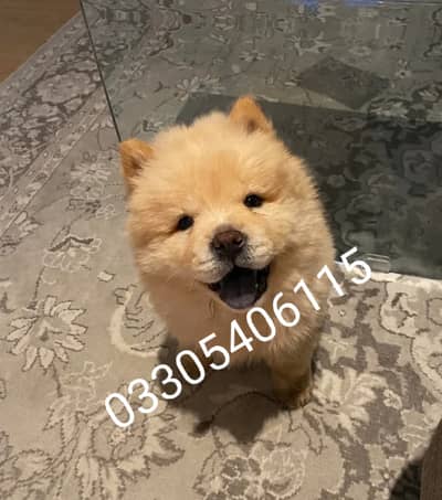 Chow chow puppies 0330540611*five