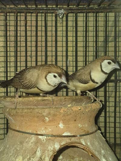 Owl Finch / Finches