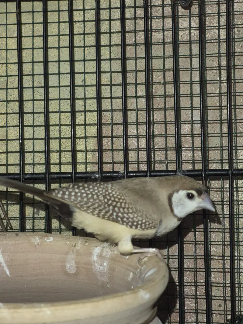 Owl Finch / Finches — photo 2