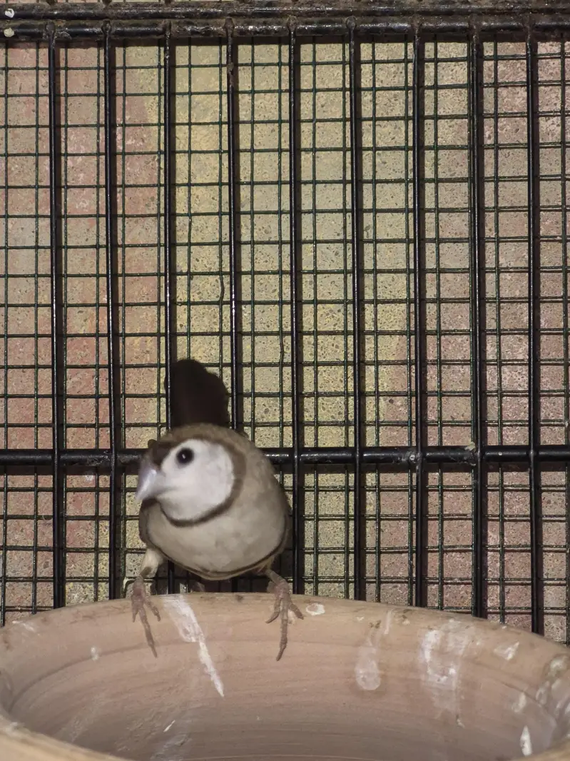 Owl Finch / Finches — photo 3
