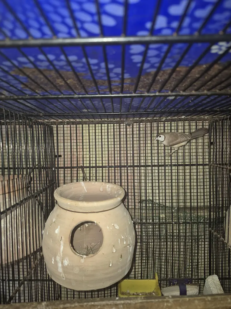Owl Finch / Finches — photo 4