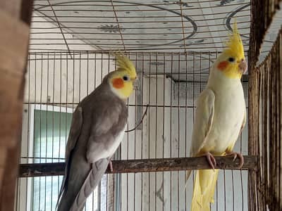 Fawn x Common white Cocktail Breeder pair