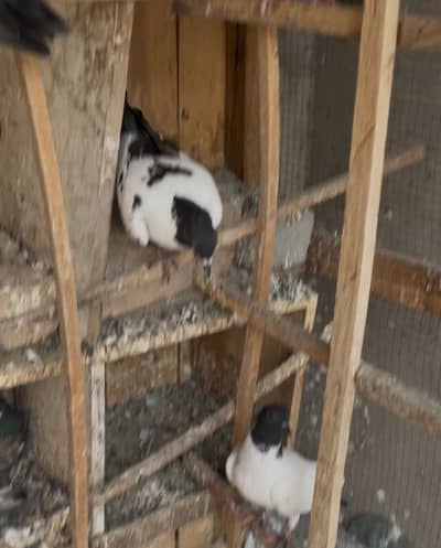 Peshori Breeder Pair and Pathay