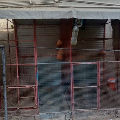 Bird Cage for Sale