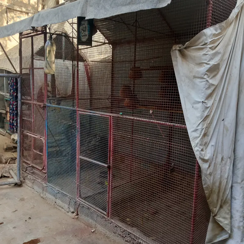 Bird Cage for Sale — photo 4