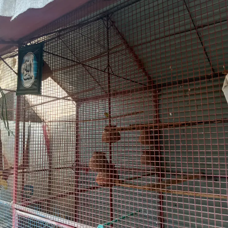 Bird Cage for Sale — photo 5